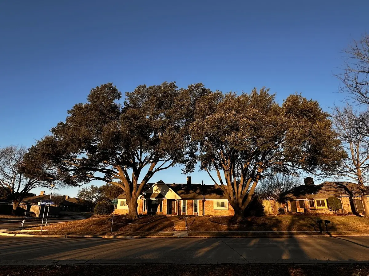 Established residential canopy tree shading a home in Redding Ridge